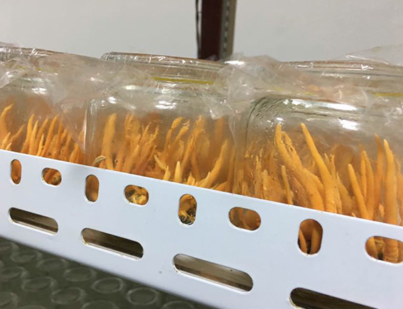 蛹蟲草鮮品